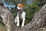 PARSON RUSSEL TERRIER 044